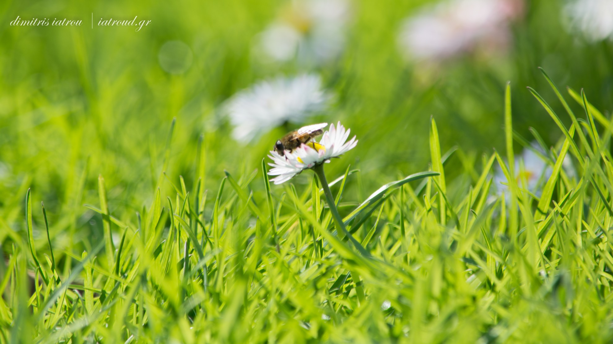 bee grass green orgasm