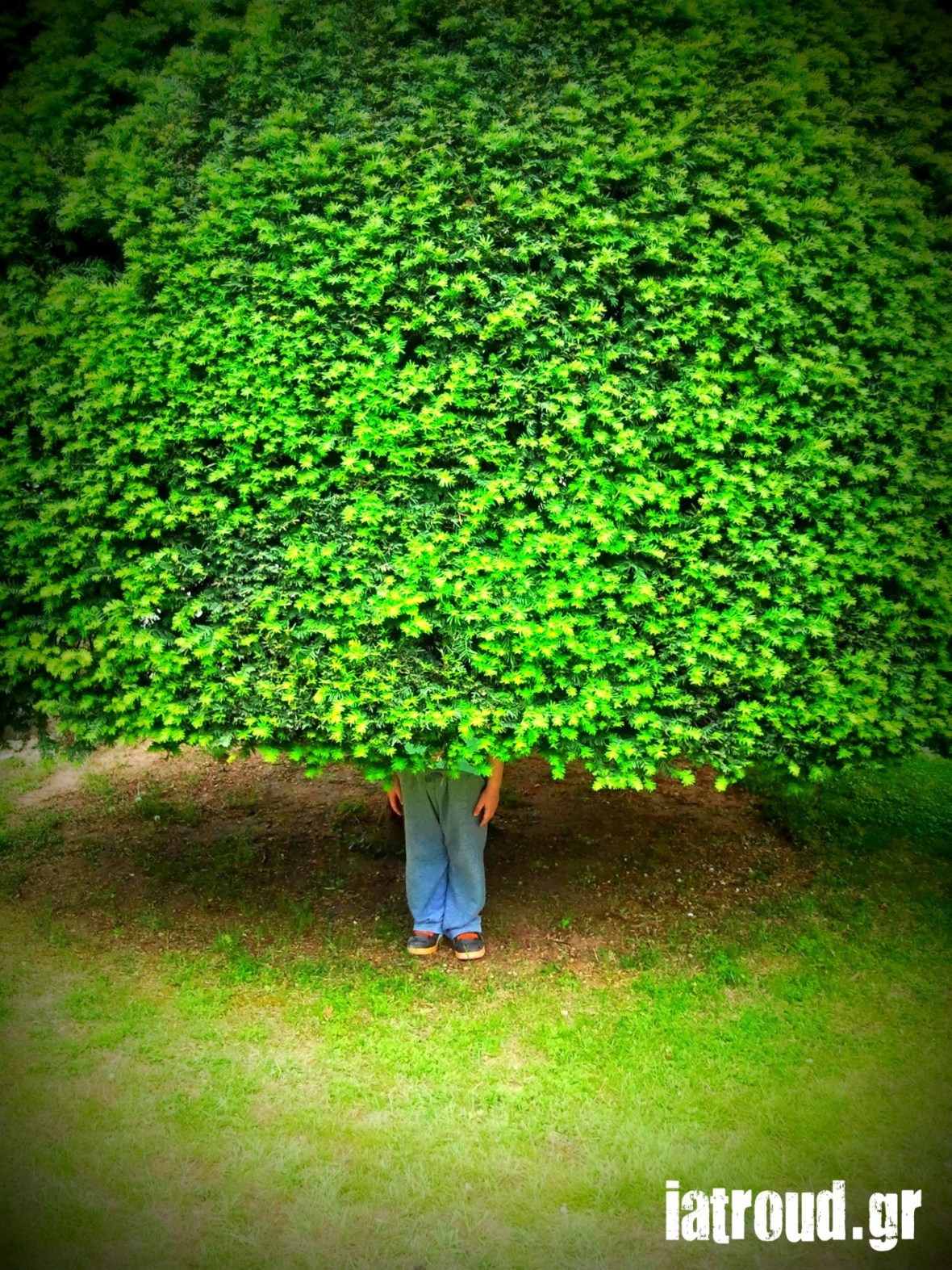 δενδροανδρεας